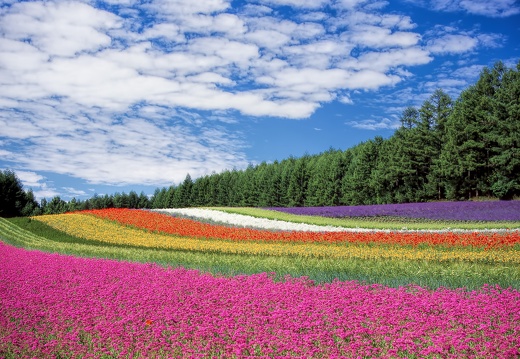 北海道富田ファームの花畑