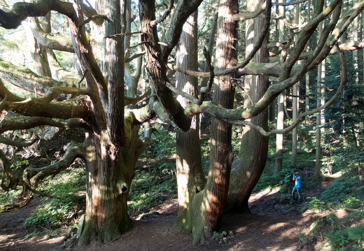 高森殿の杉　無料写真