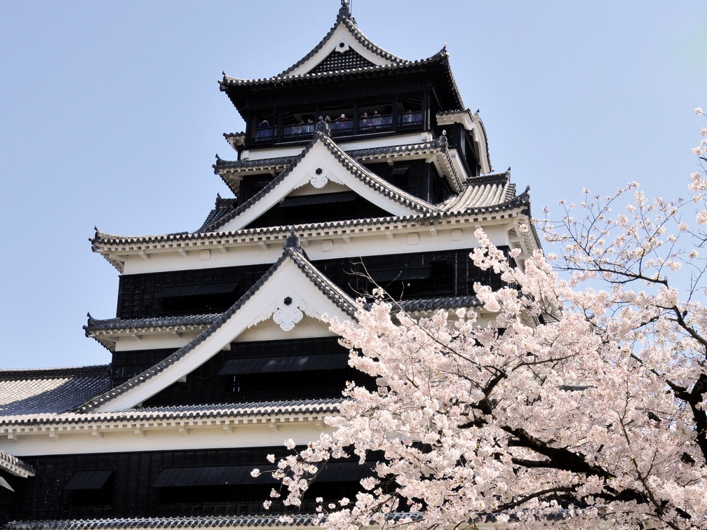 熊本城と桜