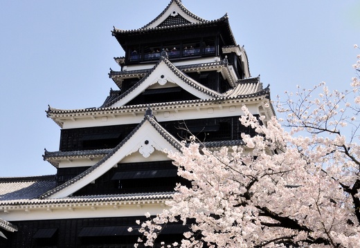 熊本城と桜
