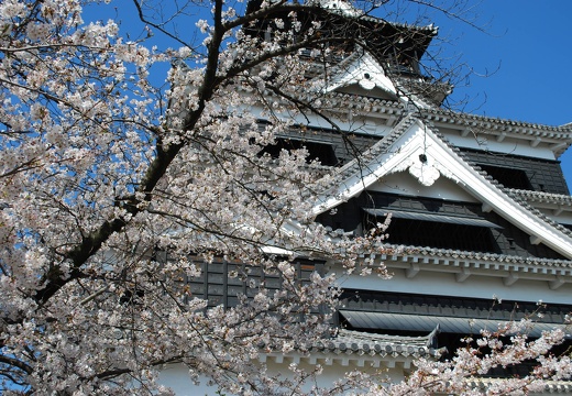 熊本城と桜