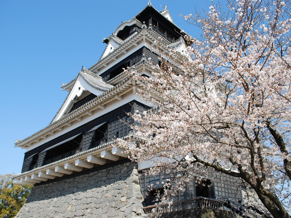 熊本城と桜