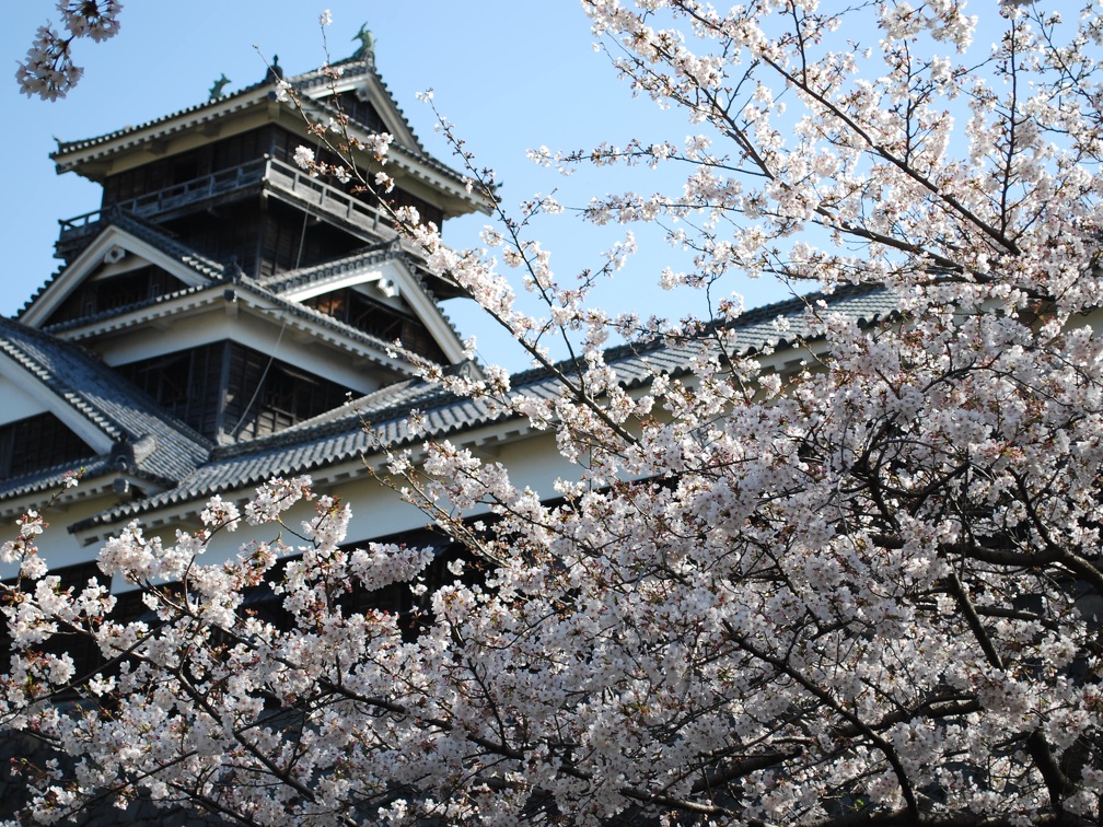 熊本城と桜