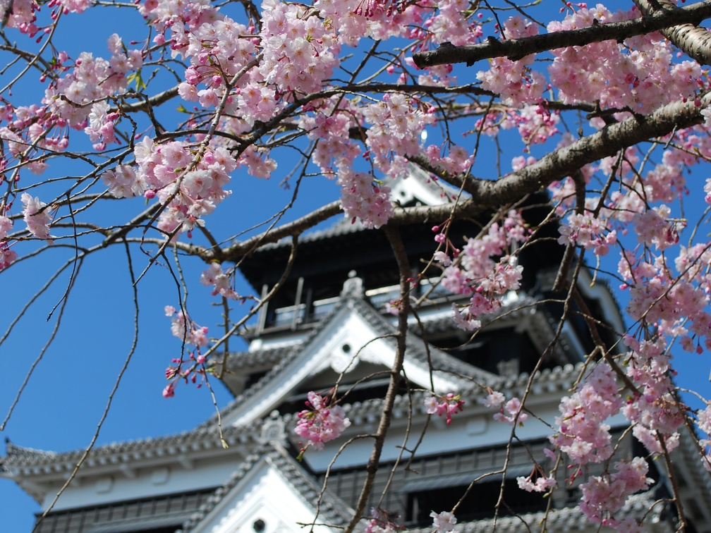 熊本城と桜