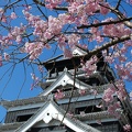 熊本城と桜