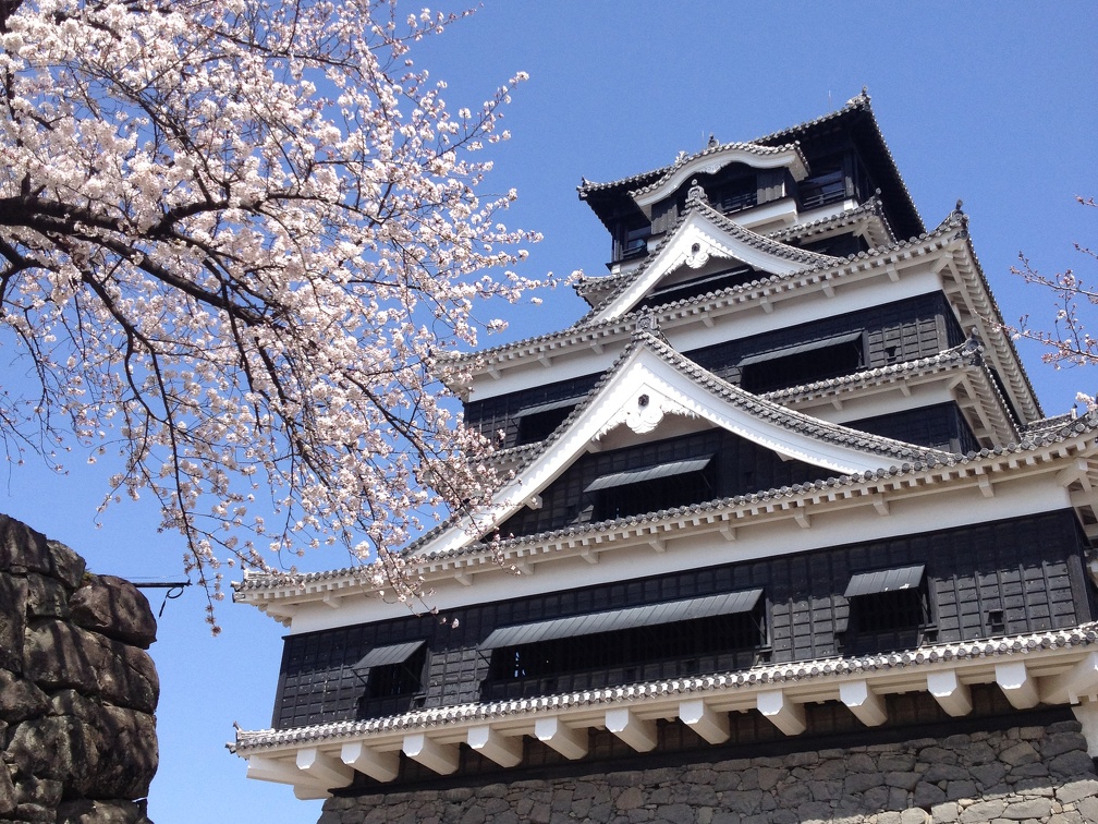 熊本城と桜