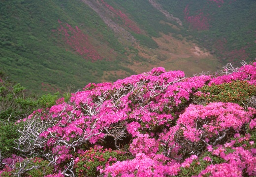 大船山のミヤマキリシマ（無料画像）