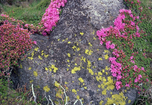 大船山のミヤマキリシマ（無料画像）