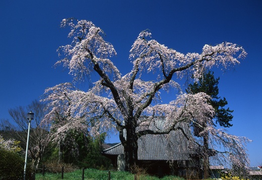 浄専寺の桜