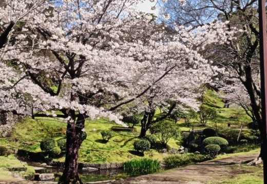 熊本城付近の桜（著作権フリー）