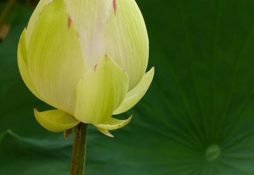 青井神社の蓮の花