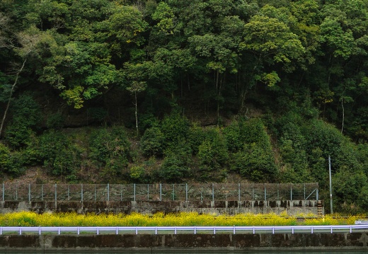 人吉球磨川沿いの線路と菜の花