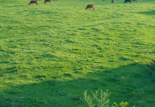 阿蘇高森の草原と牛