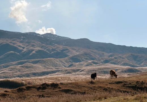 阿蘇の赤牛と阿蘇山