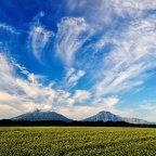 阿蘇そば畑（著作権フリー）