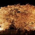 一心行の桜（夜間撮影）