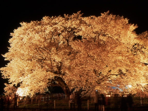 一心行の桜（夜間撮影）