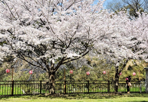 熊本市内の桜