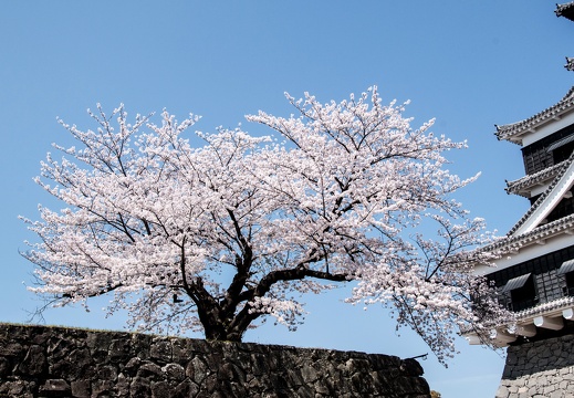 石垣と桜（無料素材）