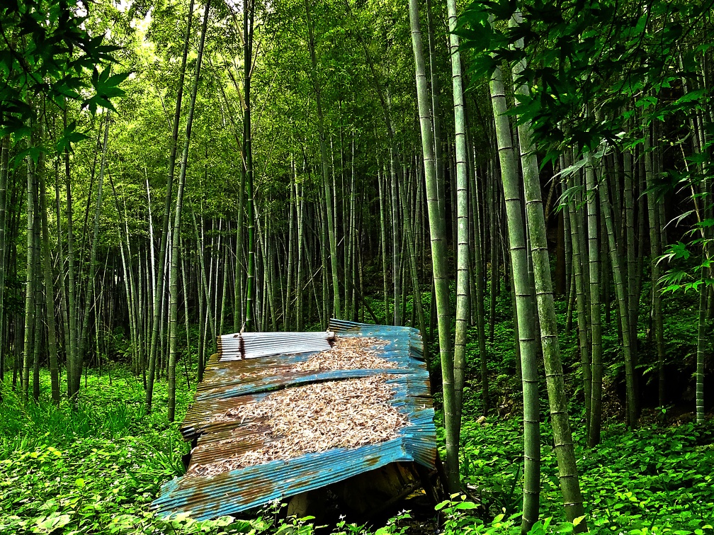 峠の茶屋裏の竹林