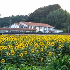 緑川近辺