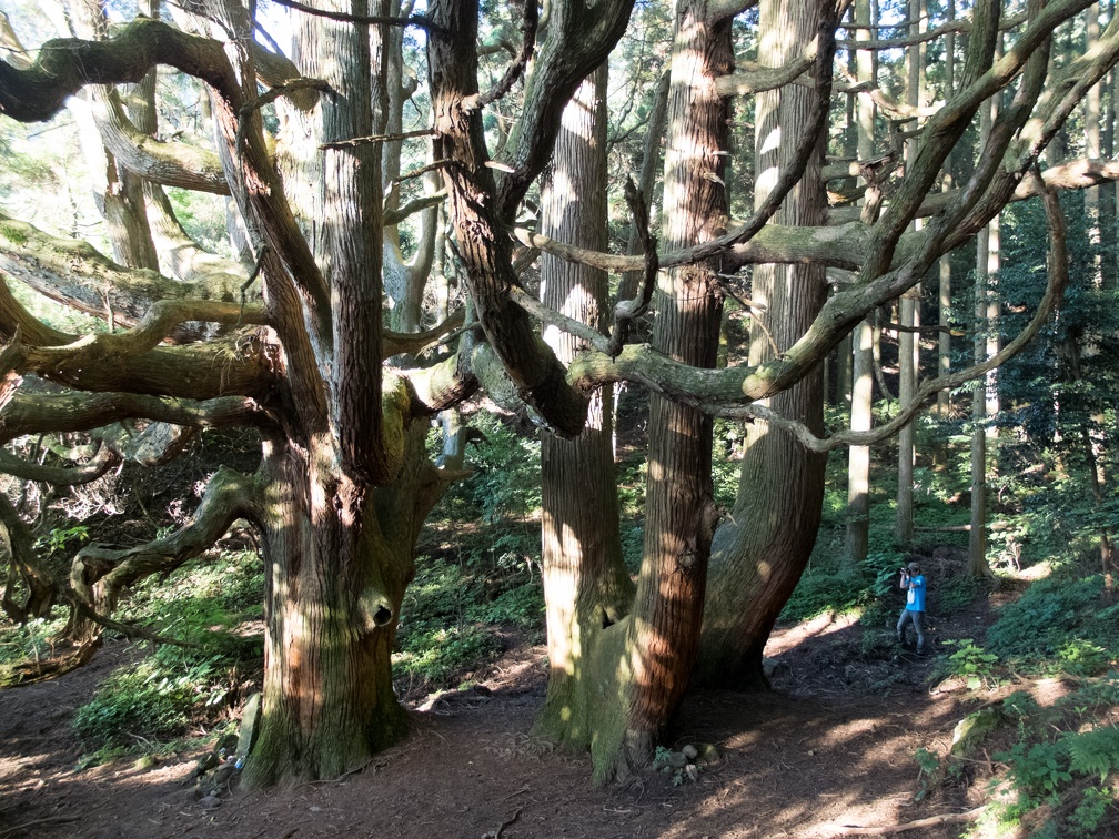 高森殿の杉　無料写真