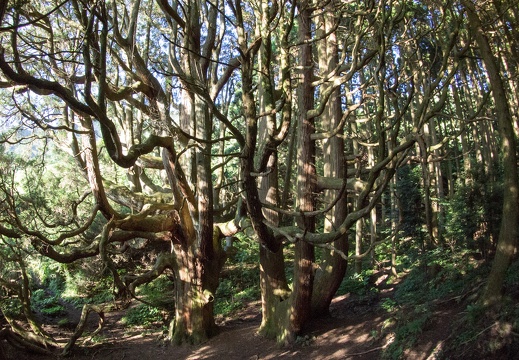 高森殿の杉　無料写真