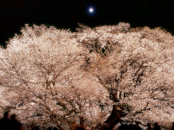 月と一心行の桜