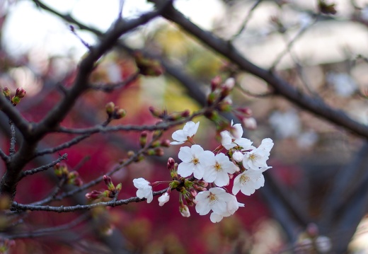 中唐人町付近の桜