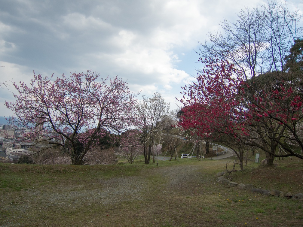 春日の万日山の桜と景色（著作権フリー画像）