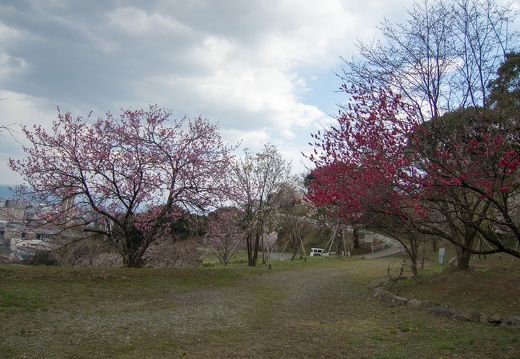 春日の万日山の桜と景色（著作権フリー画像）