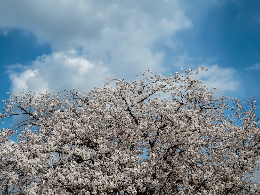 春日の万日山の桜と景色（著作権フリー画像）