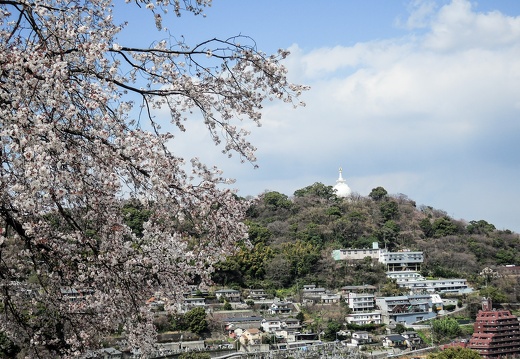 春日の万日山の桜と景色（著作権フリー画像）