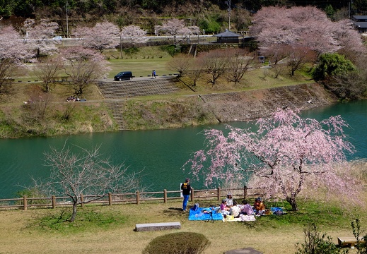 水上村　市房ダム周辺の桜