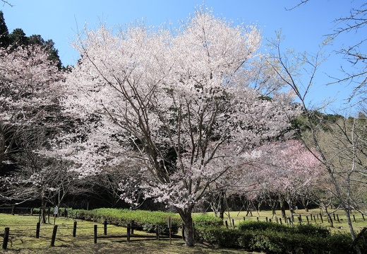 市房ダム周辺の桜