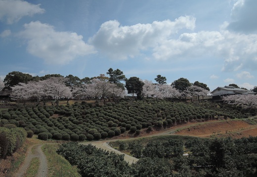 桜の時期の田原坂公園