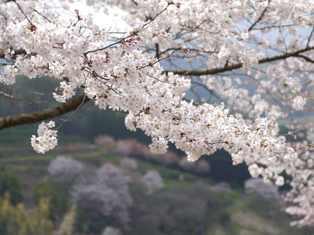 桜の時期の田原坂公園