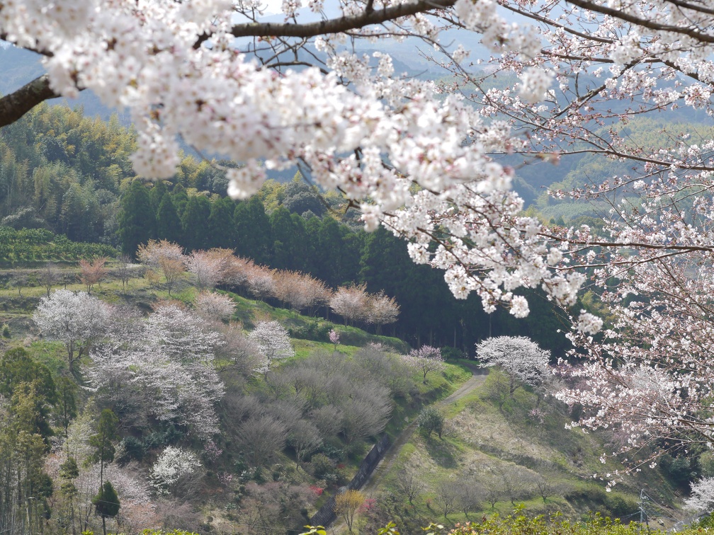 桜の時期の田原坂公園