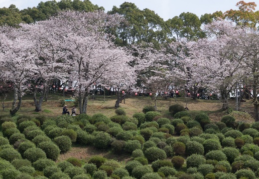 桜の時期の田原坂公園