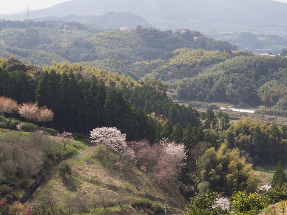 桜の時期の田原坂公園