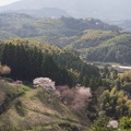 桜の時期の田原坂公園