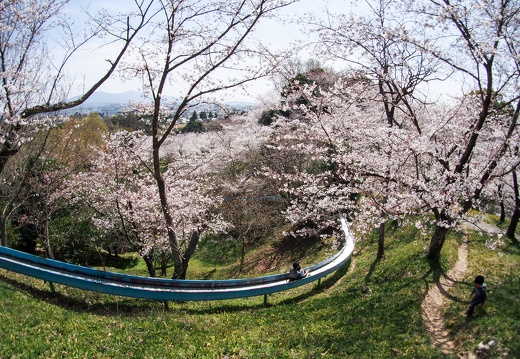 玉名　蛇ケ谷公園の桜