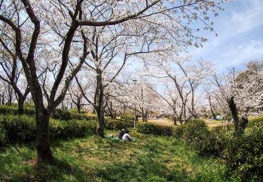 玉名　蛇ケ谷公園の桜