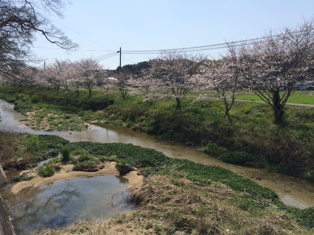 玉名市石貫道路沿いの桜