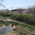 玉名市石貫道路沿いの桜