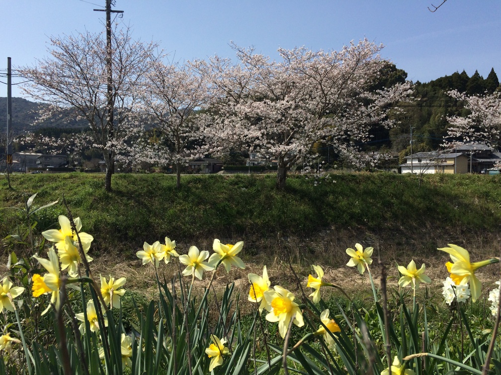 玉名市石貫道路沿いの桜