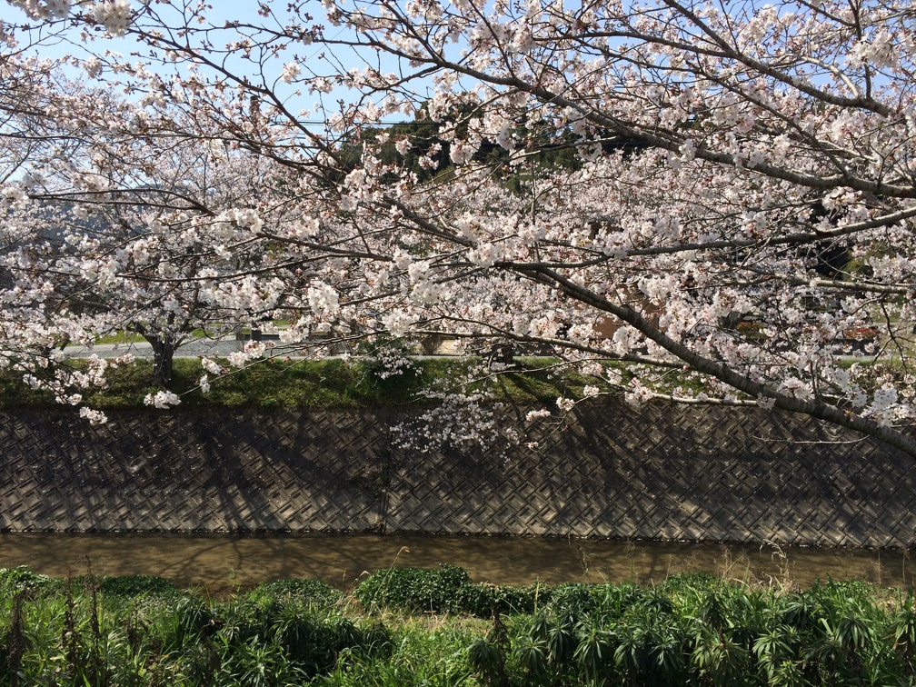 玉名市石貫道路沿いの桜