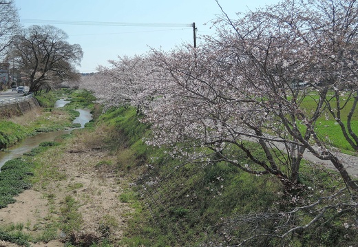 玉名市石貫道路沿いの桜