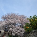 玉名市天水近辺 (2950 visites) 玉名市天水近辺