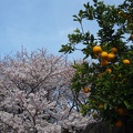 玉名市天水近辺 (3145 visites) 玉名市天水近辺